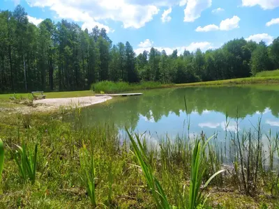a bench sitting next to a lake with trees at Kačiūniškis in Kaciūniškiai