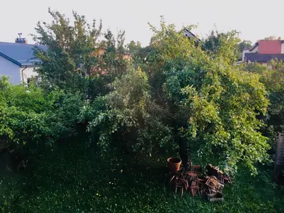 a group of trees in the middle of a yard at Room in a Scandinavian Style House in Vilnius