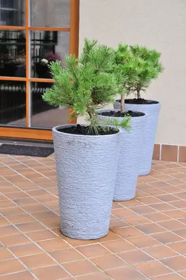 three potted trees sitting on a tile floor at Six Apartment Simona in Vilnius