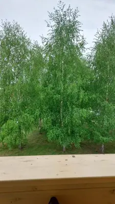 a view of trees from a window of a house at Apartamentai Gertrūda in Druskininkai