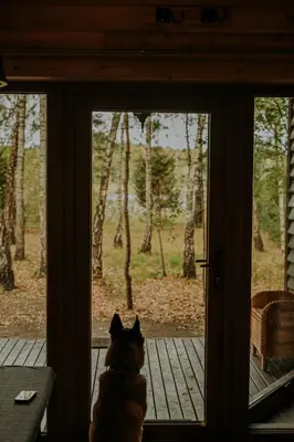 a dog sitting in front of a door at Beržų namelis - Birch cabin in Kučiūnai