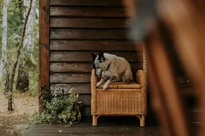 a dog sitting on a chair on a porch at Beržų namelis - Birch cabin in Kučiūnai