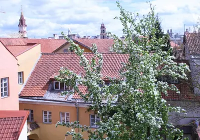 a tree with white flowers in front of a building at Old Town Apartment Antokolskio in Vilnius