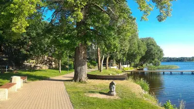 a dog sitting under a tree next to a river at Prie Ąžuolo in Zarasai