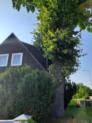 a large tree in front of a house at Prie Ąžuolo in Zarasai