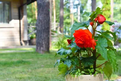 a red flower in a pot in a yard at Vila Tauragnas in Varniškės I