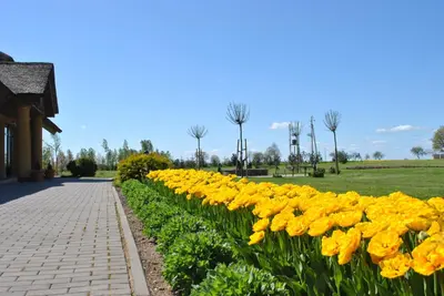 a row of yellow flowers next to a sidewalk at Girele in Šiauliai