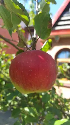 a red apple hanging from a tree in front of a house at Pas Birute in Kaunas