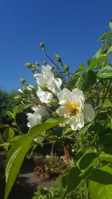 a bunch of white flowers on a tree at Pas Birute in Kaunas
