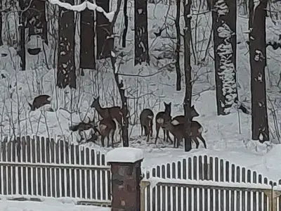 a painting of deer in the snow next to a fence at Aido ir Jovitos sodyba Jorunas in Kernavė