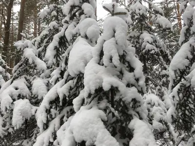 a snow covered tree with snow on its branches at Vila Migla in Pašekščiai