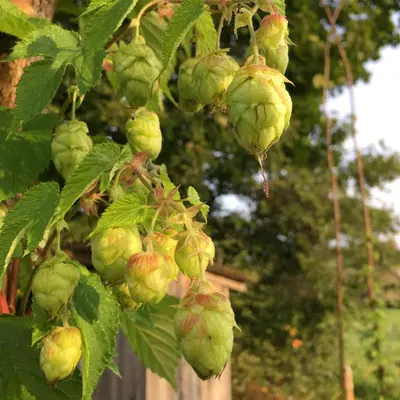 a bunch of green hops hanging from a tree at Vila Migla in Pašekščiai