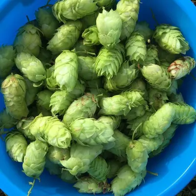 a pile of green hops on a blue plate at Vila Migla in Pašekščiai