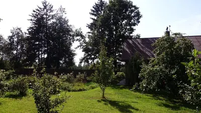 a garden with two trees in the grass at Raudonkalnis in Mankiškiai