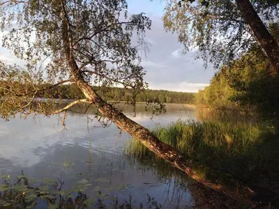 a tree sticking out over a body of water at Asvejos slenis in Sužionys
