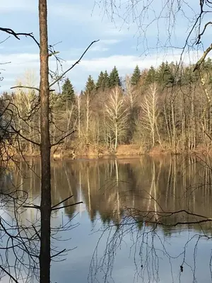 a view of a lake with trees in the background at Dru-Sky in Druskininkai
