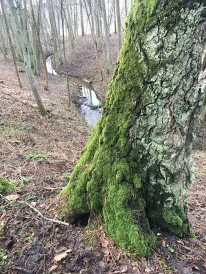 a tree with green moss on the side of it at Dru-Sky in Druskininkai