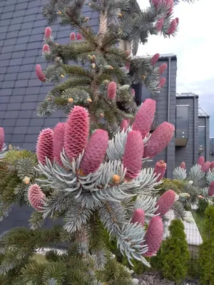 a christmas tree with pink cacti on it at Nikolas Apartamentai - Birstono 7 in Druskininkai