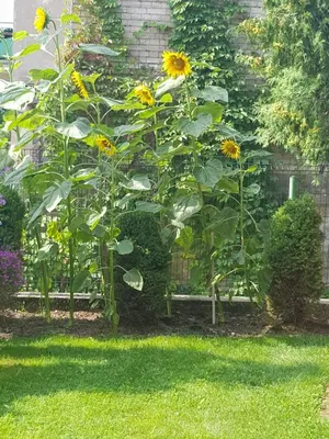 a group of sunflowers growing in a garden at Petro delux apartments in Kaunas