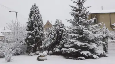 a group of pine trees covered in snow at Apartamentai Luna in Panevėžys