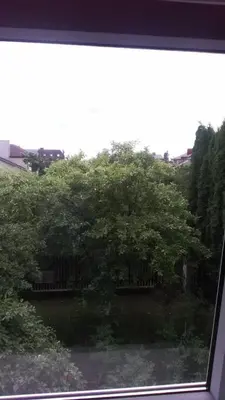 a view of a large tree from a window at Ginto svetingi namai in Vilnius