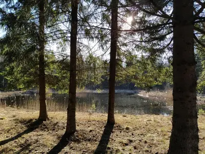 a group of trees in front of a lake at Trakų vienkiemis in Daumilai