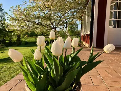 a bouquet of white flowers in a vase at Villa Sofia Boutique Trakai in Trakai