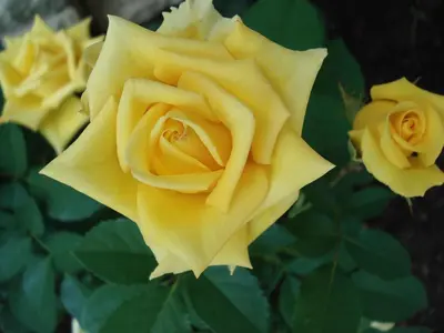 a group of yellow roses with green leaves at Guest House Linas in Alytus
