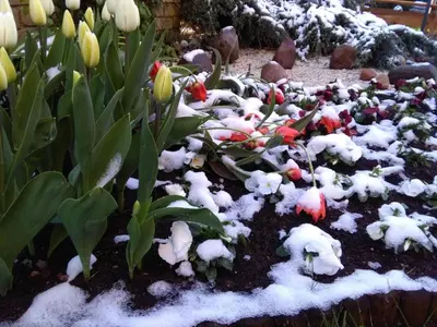 a garden with flowers and snow on the ground at Broliu Vila in Druskininkai