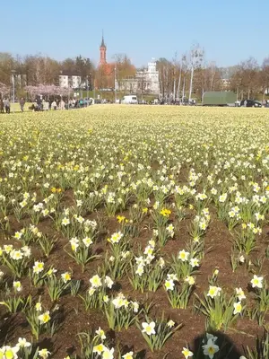 a field full of flowers in a park at Butas Vilniaus alėjoje in Druskininkai