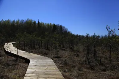 a wooden boardwalk in the middle of a forest at TonyResort in Trakai