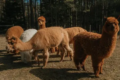 a group of llamas standing in a field at Pirtelė dviem in Kulionys