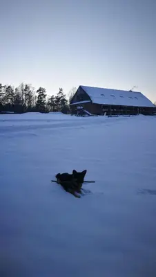 a dog laying in the middle of a frozen lake at Sodyba Vieversynė in Duokiškis