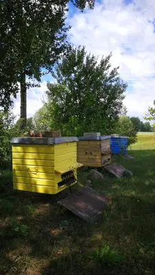 two beehives sitting on the grass in a field at Sodyba Vieversynė in Duokiškis