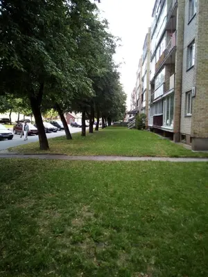 a grassy street with trees and a building at Anykštukas in Anykščiai