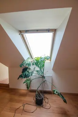 a plant in a room with a window at Pasienis in Pasvaliečiai