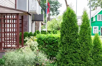 a garden with bushes and trees in front of a house at Classic Old Town Apartment in Druskininkai