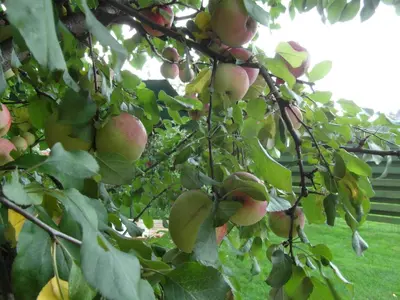 a bunch of apples hanging from a tree at White Cottage in Druskininkai