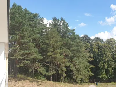 a group of pine trees in a field at Garden Studio by the Lake with Air-Con and Infrasauna in Druskininkai