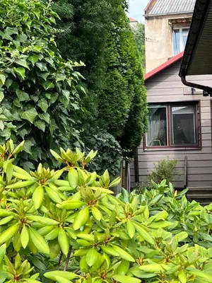 a hedge of green plants in front of a house at Center studio hause in Kaunas