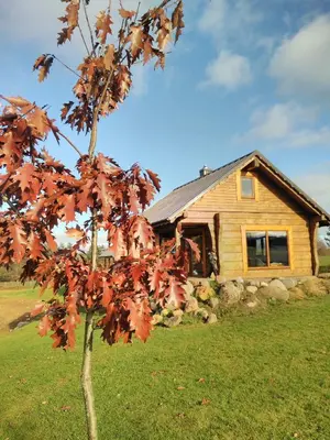 a tree with red leaves in front of a house at Vip Forest dreams villa in Anykščiai