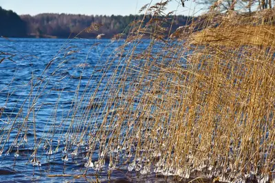 a view of a body of water with grass at Mekų vila in Degučiai