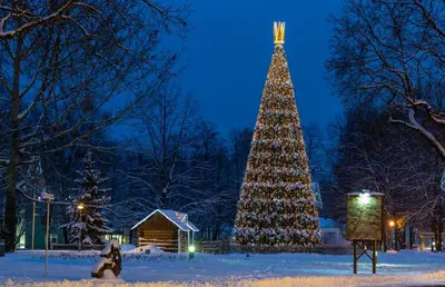 a large christmas tree in the snow at night at BURMISTRO NAMAS in Druskininkai