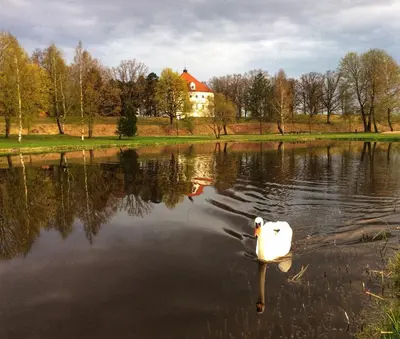 a white swan swimming in a lake with a house in the background at Biržai camping in Biržai