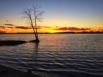a tree in the water with a sunset in the background at Biržai camping in Biržai