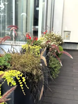 a row of potted plants in front of a building at VESK Svečių Namai in Druskininkai