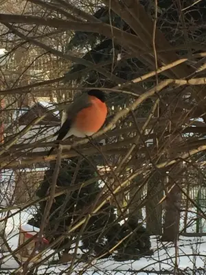 a orange and black bird sitting on a tree branch at VIP Red Love house for 2 in Shilagalyay