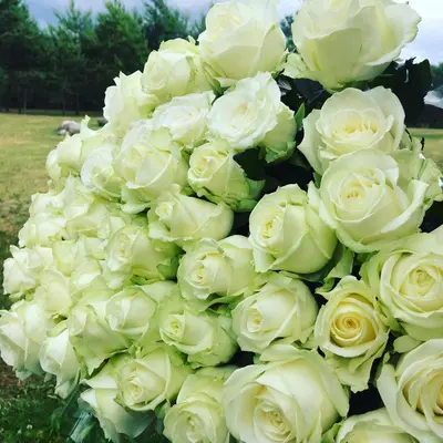 a large bouquet of white roses at VIP Green House of Hope for 2 in Leliūnai
