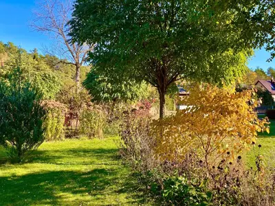 a garden with a tree and a grass field at Eden House in Druskininkai