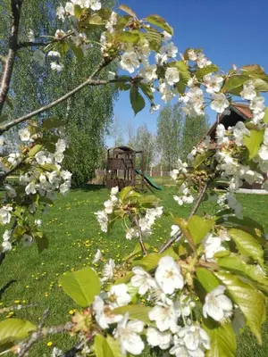 a tree with white flowers in a field at Skliausčių laisvalaikio centras in Skliausciai